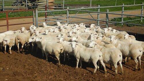 SOLD: The pen of 40 Australian White ewes sold for $1015 on AuctionsPlus. Photo by AuctionsPlus.