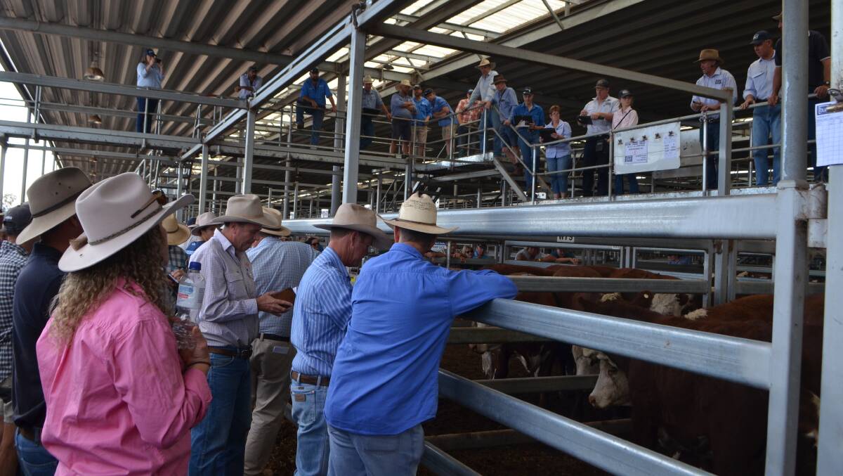 The gallery of buyers during the opening pens at Wodonga on Friday.