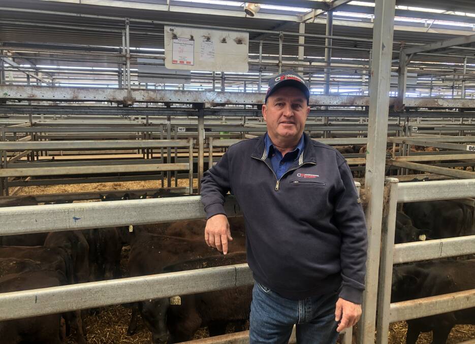 David Meehan, Corcoran Parker, Wodonga, with the pen of 21 Angus/Friesian steers weighing 160kg sold for $1290 on behalf of Renshaw Partnership, Elmore, Victoria. Photo: Tim Keys, NVLX
