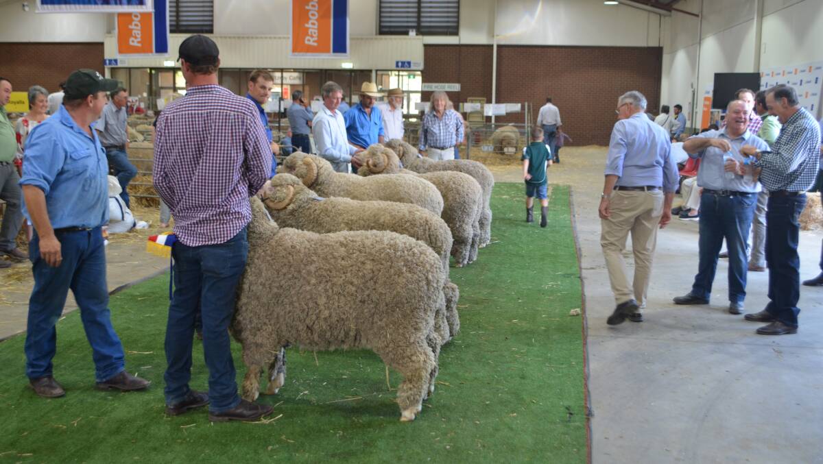 August-shorn Merino rams on display during the first day of the Great Southern Supreme Merino show in Canberra