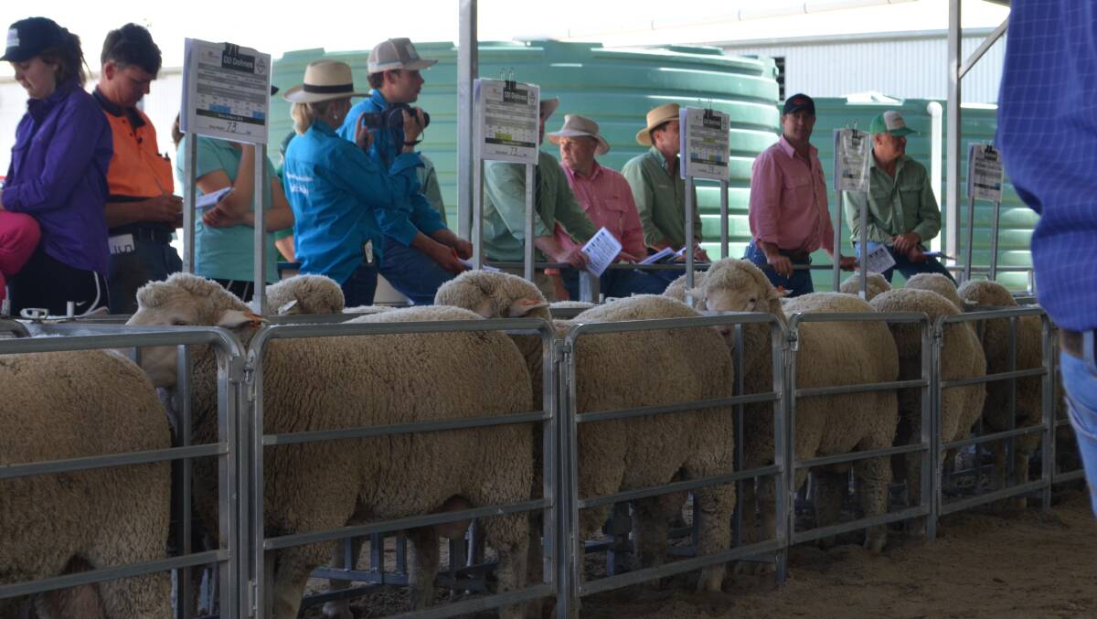 Dohne rams penned at Caroonboon, Wanganella for the 6th southern production ram sale for the Pye family.