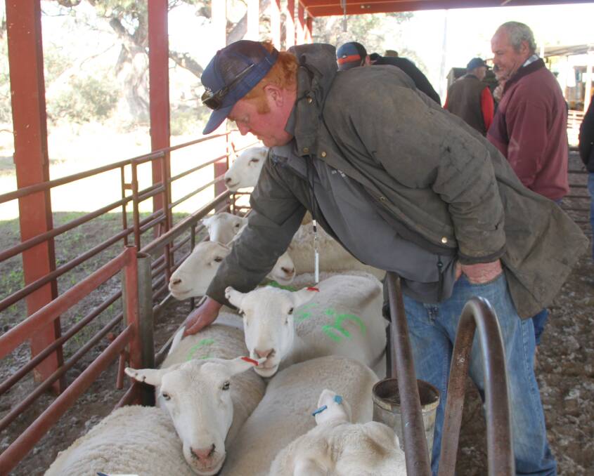 Drought feeding: Nigel Baird condition scoring a Dorper ewe at the workshop held at Glen Esk Station, Anabranch. Photo: supplied
