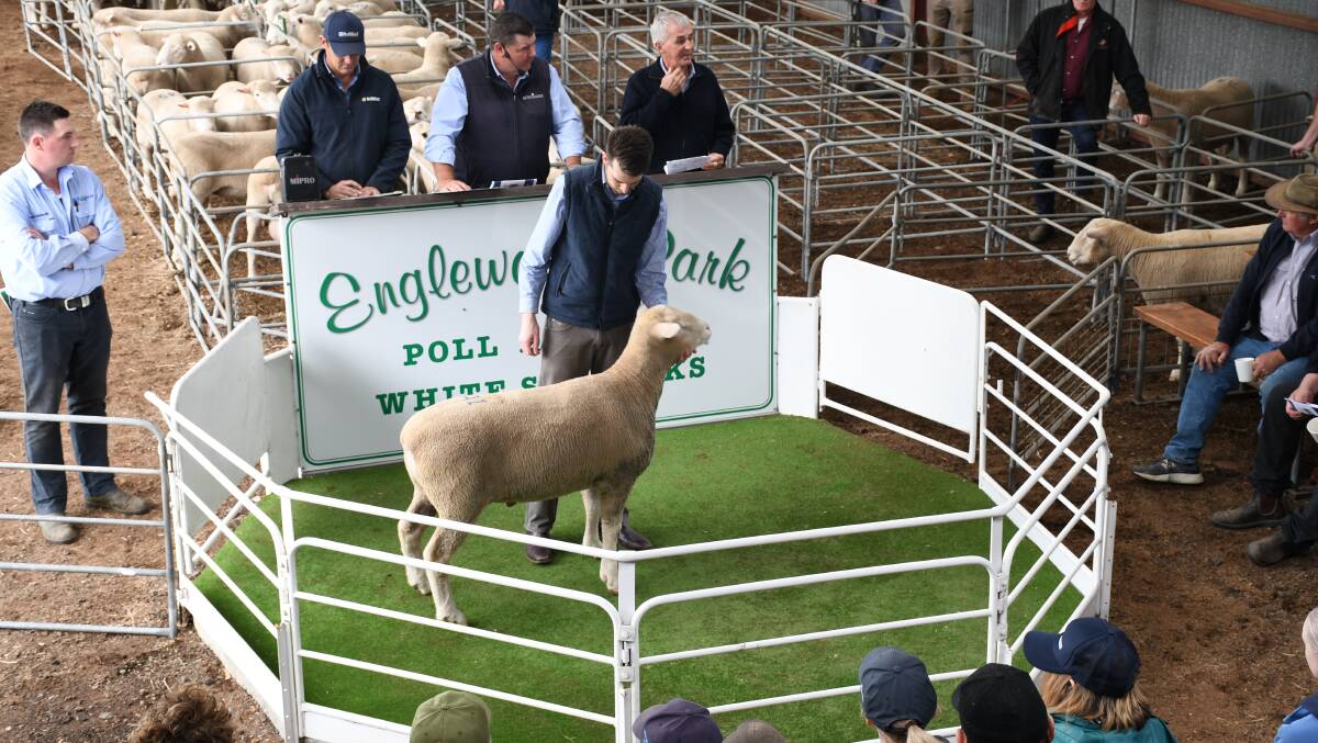 Poll Dorsets sold well at the Englewood Park sale recently.