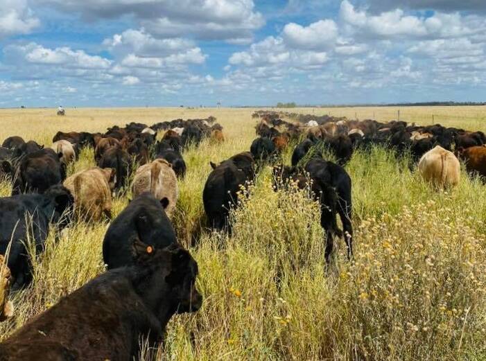 ROUND TABLE: Australian Agricultural Company and the Australia and New Zealand Banking Group have joined the Global Roundtable for Sustainable Beef.