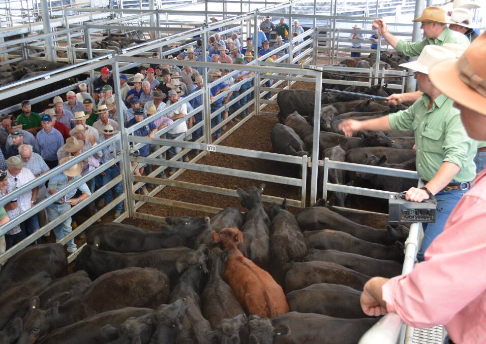 ACCC hits out at RMAC, beef industry over reform progress