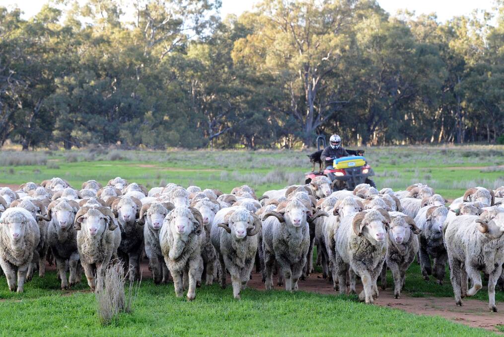 Hassad buy: Mustering Merino rams on Borambil, in southern NSW, one of more than 30 holdings in Paraway Pastoral's livestock property portfolio which now grows by another three after the Hassad Australia sell-off.  