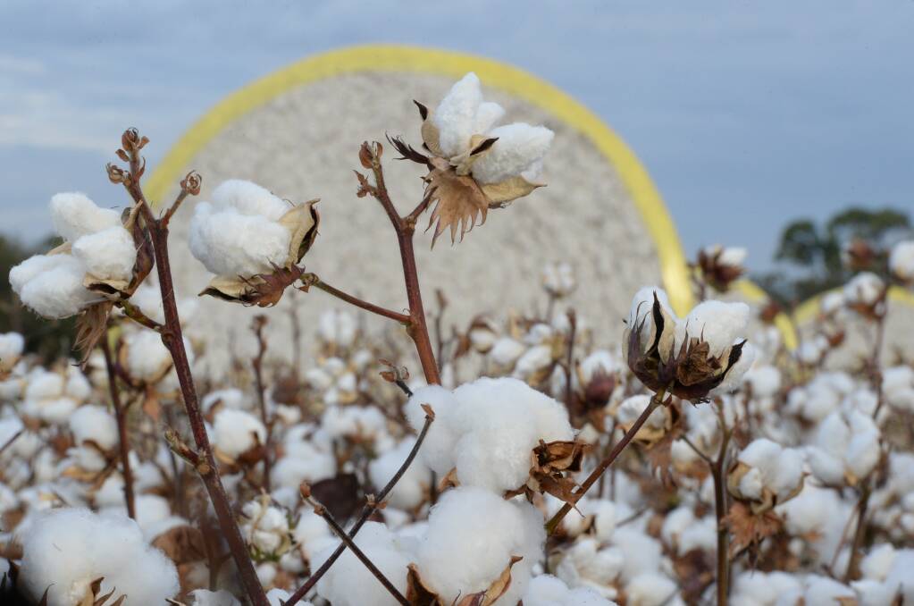 Weilin creditors wait til Christmas for $5.5m from crashed cotton trader