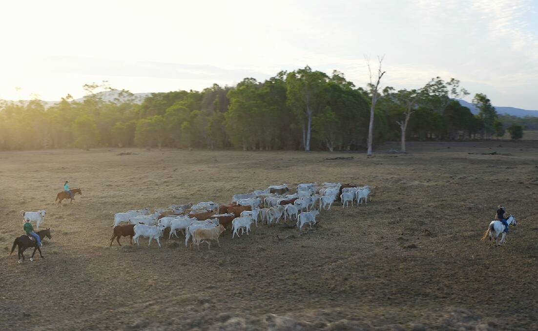 Mustering on Forever Wild's Far North Queensland agricultural, conservation and tourism property near Mareeba.