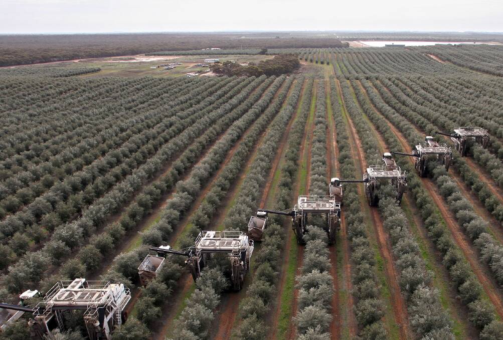 Cobram Estate Olives wins Woolies supplier sustainability gong