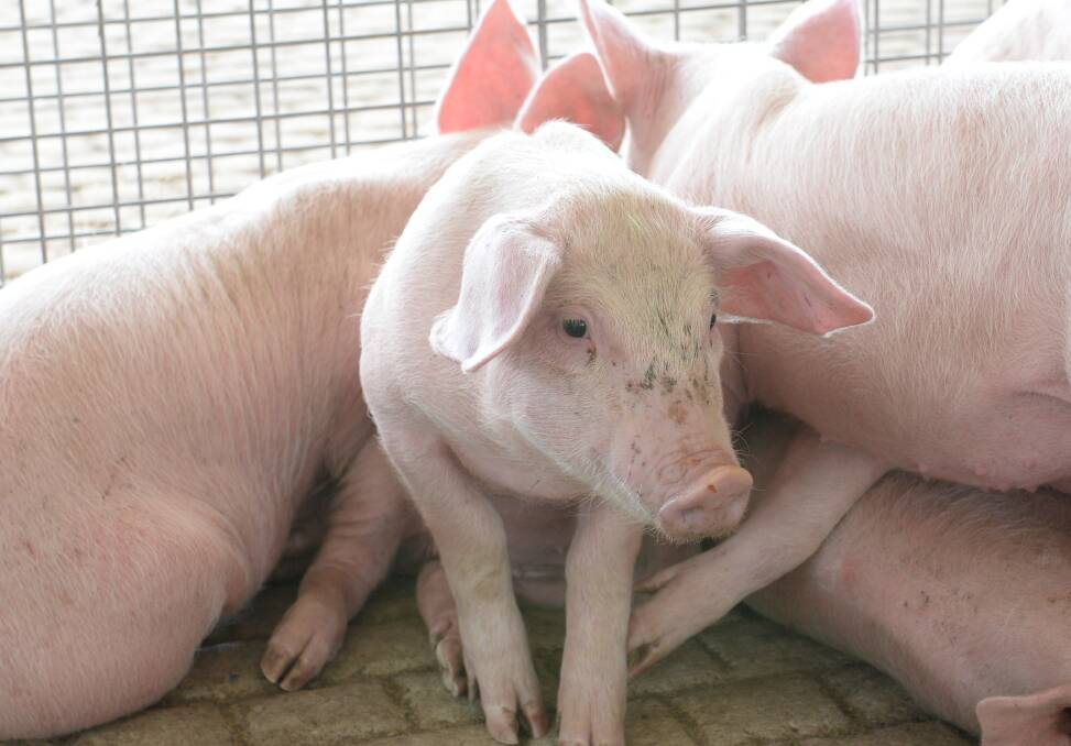 Pig sector gets coronavirus chills as restaurant bookings dive