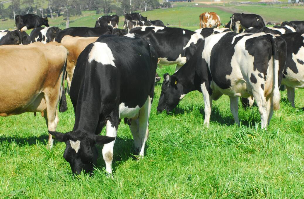 Dairy Connect and QDO plan farm body merger as eastAUSmilk