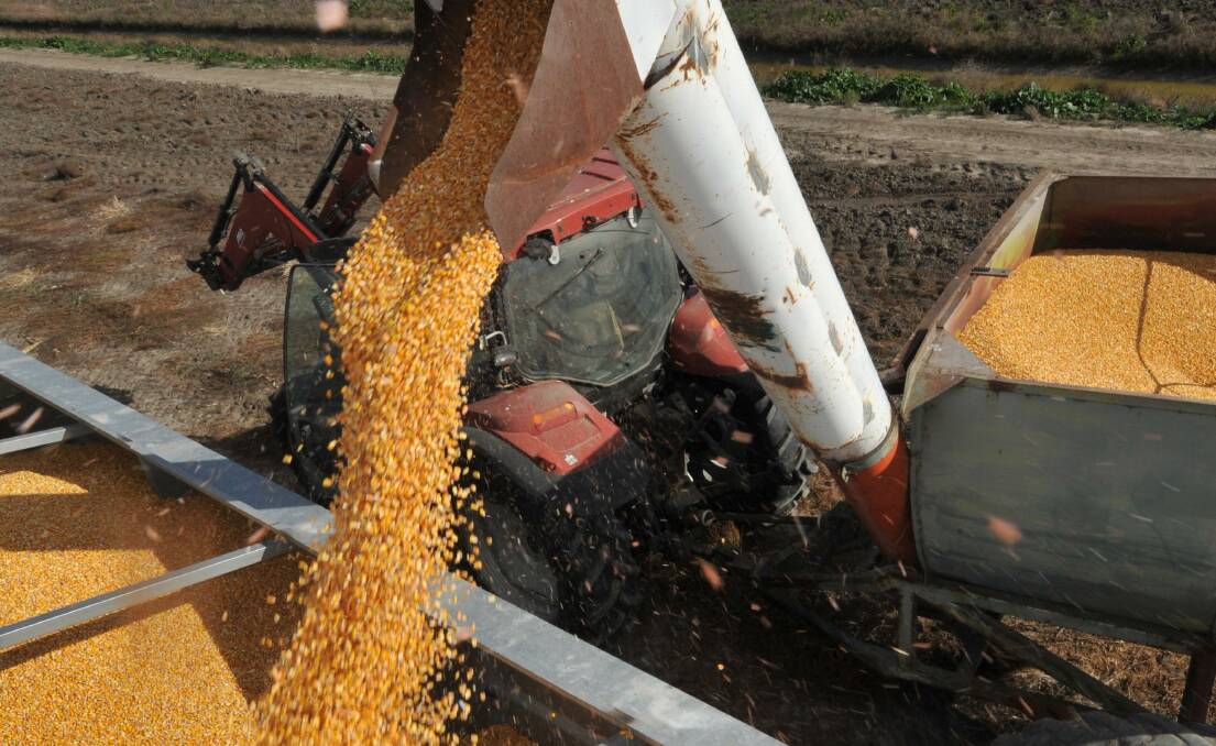 US corn shipments to China have spiked so rapidly they threaten to exceed quota limits.