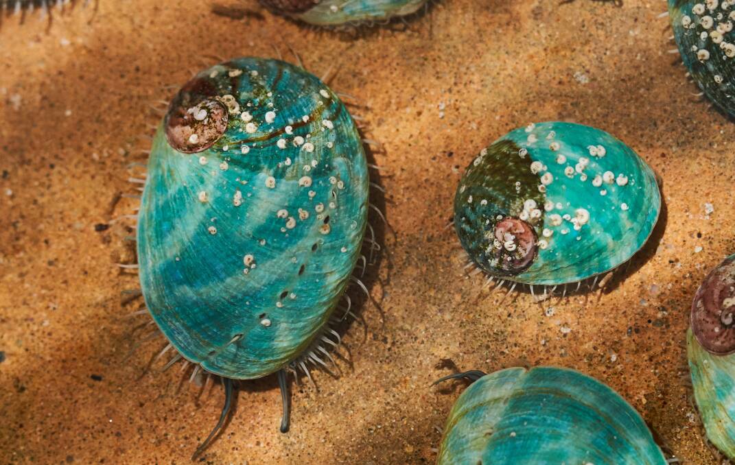 Marine snails (abalone) feeding. 