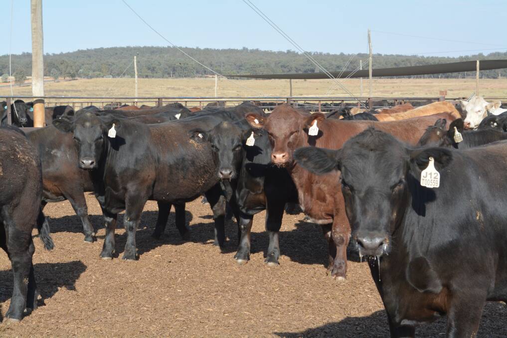 After 112 days on feed, the 2020 feedback trial steers are finished. 