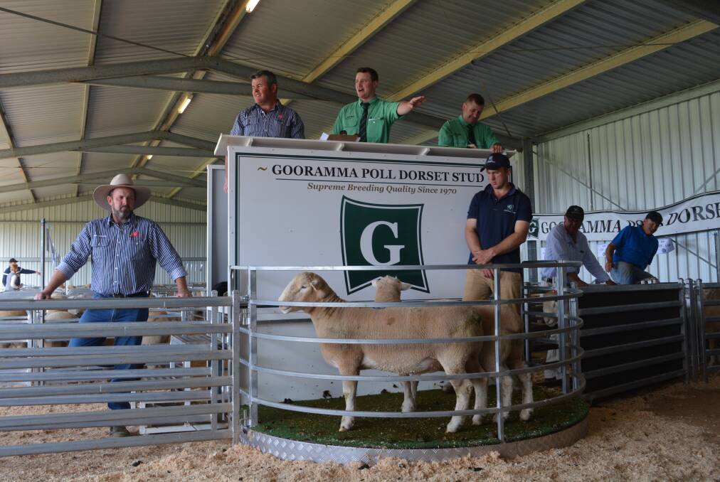 The interest in rams was strong throughout the sale with 114 flock rams sold to a $2200 top and $1647 average.