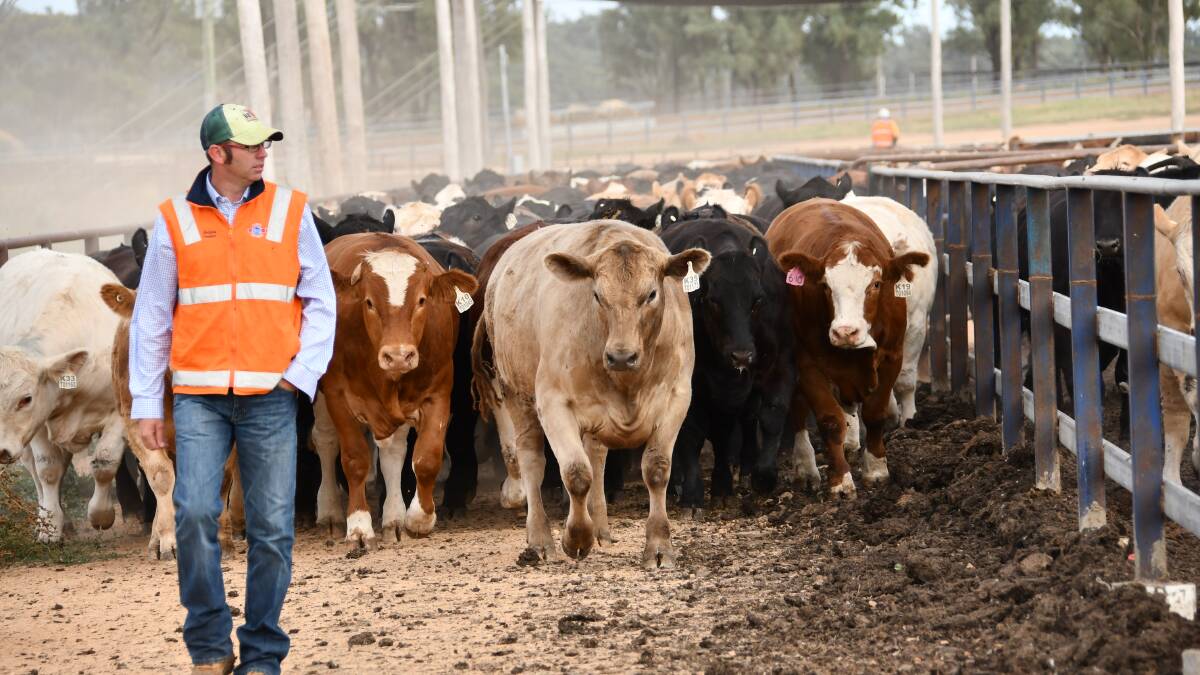 Hicks Beef wins NSW Beef Spectacular Feedback Trial
