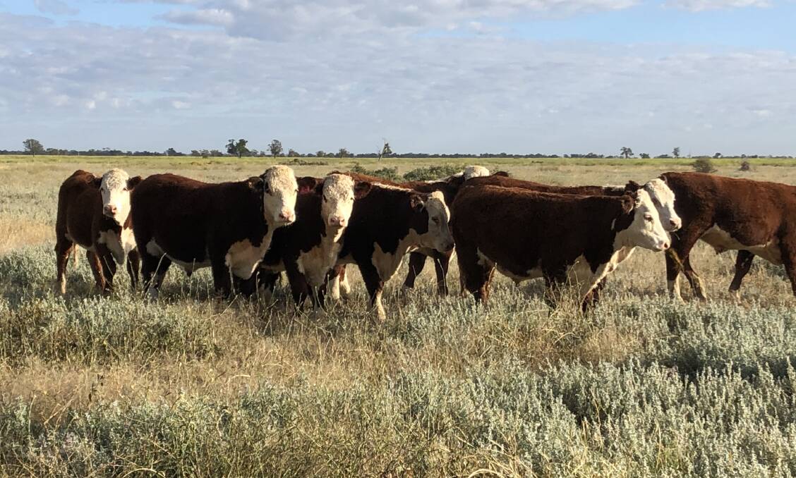 Cattle finally standing in feed at the Australian Food and Agriculture Company's Coonamble property Wingadee. Photo: supplied 