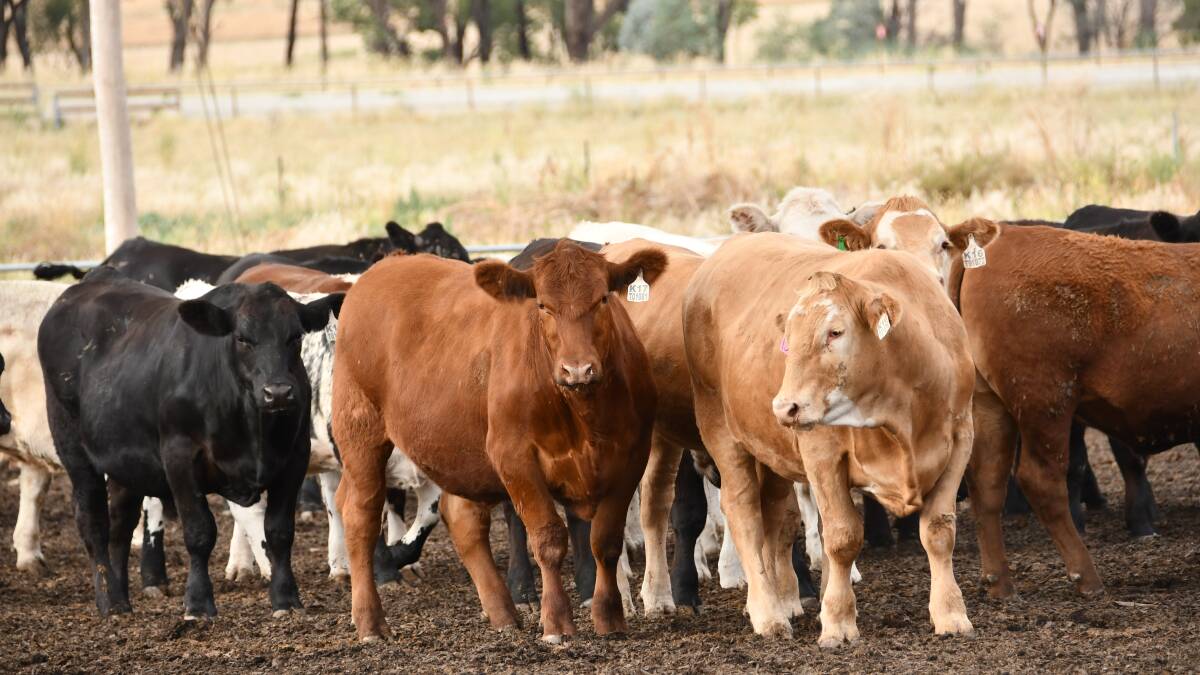 Hicks Beef wins NSW Beef Spectacular Feedback Trial