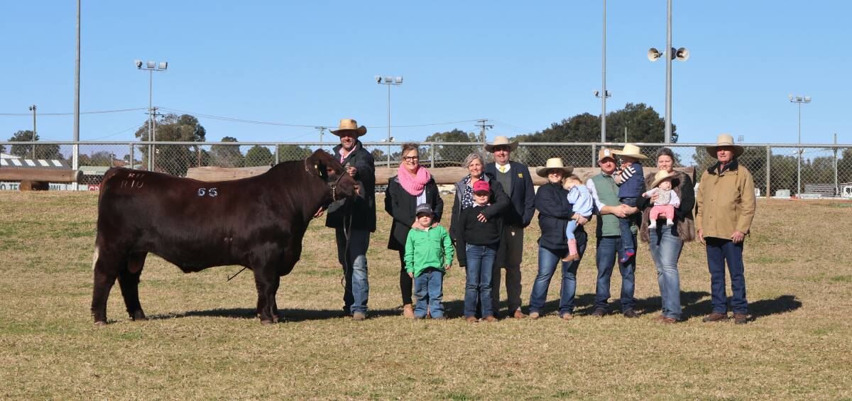 STAR: The $42,500 top-priced bull, Ronelle Park Rolls Royce R10, with vendors the Johnstone family, Lyndhurst, and buyers the Falls family of Malton Shorthorns, Finely. Photo: Kate Loudon