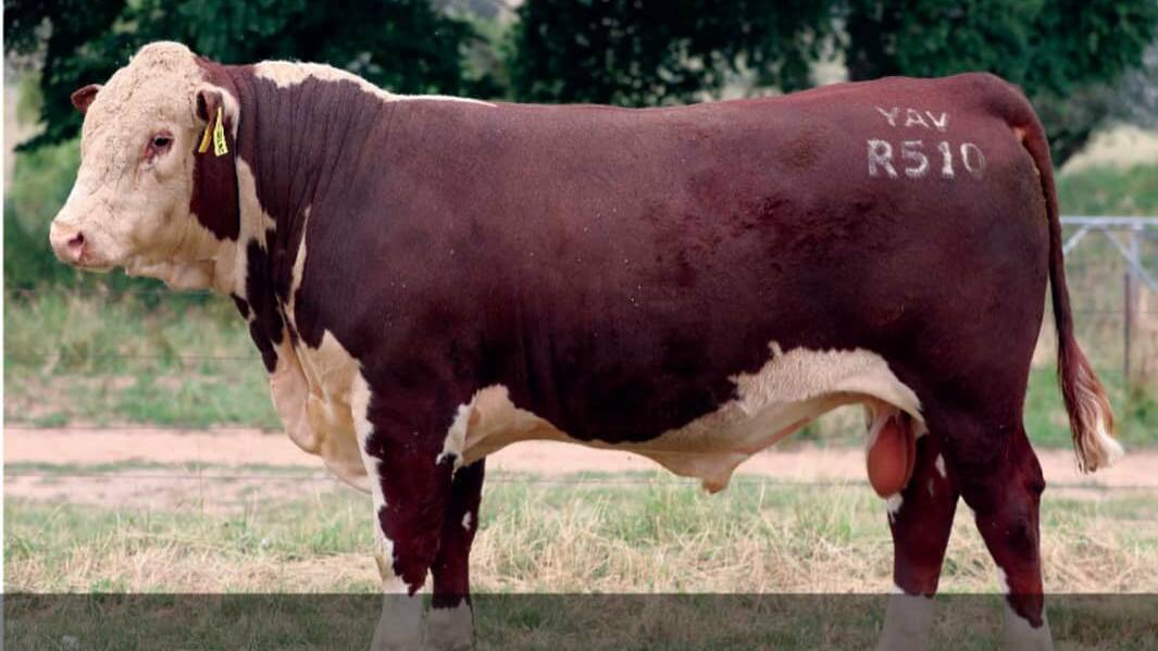 YavenVale Ripper R510 sold for $120,000 to Newcomen Herefords, Ensay, Vic. Photo: AuctionsPlus 