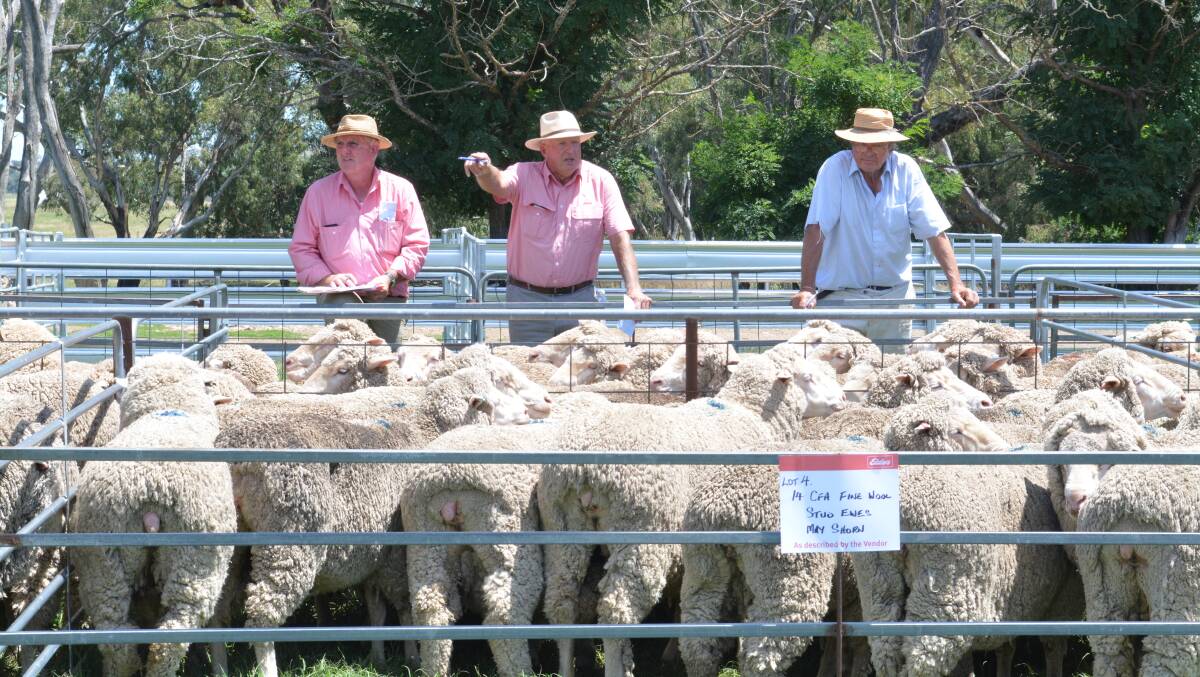 Steve Ridley of Elders was the auctioneer for the stud ewe offering where prices hit $410/hd for a pen of 15 CFA superfine wool stud ewes, May/June shorn. 