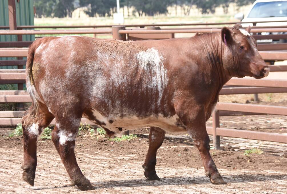 The Willis Bros Farming steer that scored 90 in the carcase section, and 155 overall in the trial. Photo: Shantelle Lord