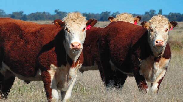 A grass-fed operation, AFA likes to get steers to 450 kilograms, targeting the feedlot market. Photo: Australia Food and Agriculture Company's website 