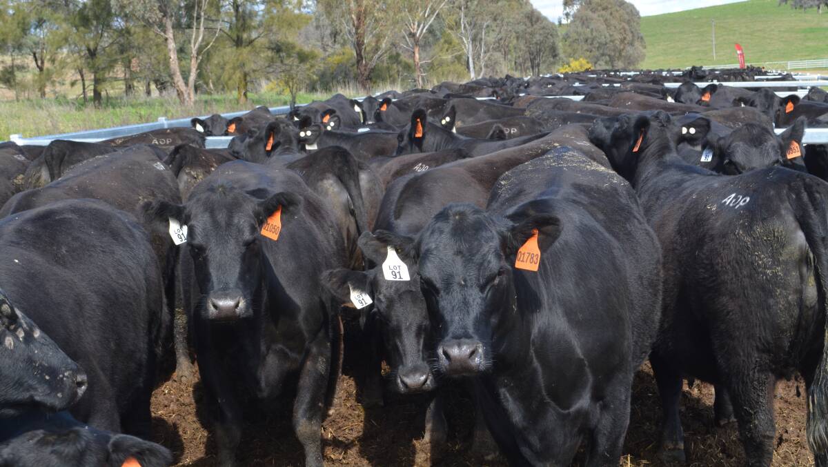 UPDATE: The new selection indexes replace the current Angus Breeding, Domestic, Heavy Grain and Heavy Grass selection indexes, which have been published since 2014. Photo by Hannah Powe.