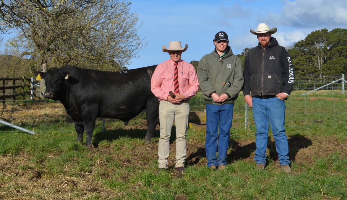 The $23,000 top-priced bull with auctioneer Lincoln McKinlay, Elders, and Angus Onisforou and Tim Lord of KO Angus, Kangaloon. Photo: Hannah Powe 