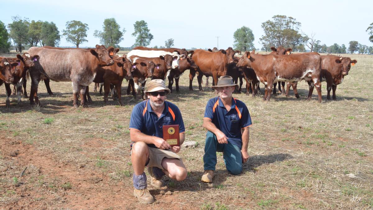 Al and Greg Willis of Willis Brothers Farming, Tralee, Yerong Creek, with a group of their Shorthorn cows and calves of Yamburgan blood. Photo: Hannah Powe 