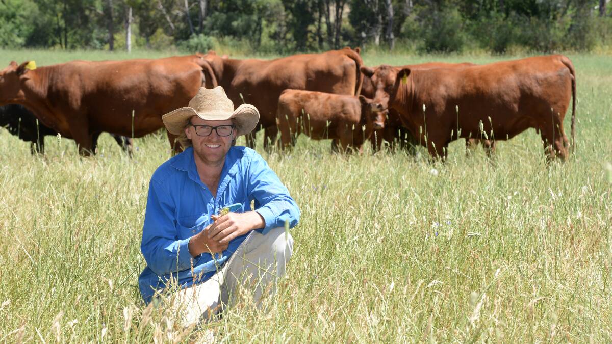 Tom Hicks of Hicks Beef, Holbrook, and his family took out the overall grand champion pen as well as fourth place with their pens of Australia Beef Composite steers. Photo: File photo 