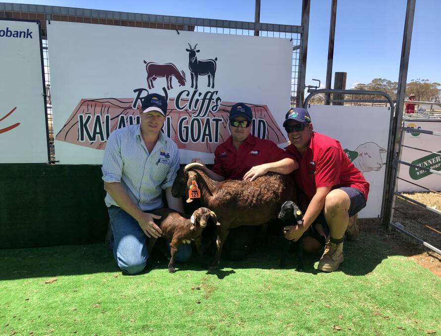 The Australian record-breaking Kalahari Red doe and her kids with agent Darren Old, BR&C Agents, Mildura, Vic, and vendors Michael Gathercole Michael and Mikeal Freckleton, Red Cliffs stud, Mildura, Vic. Photo: supplied