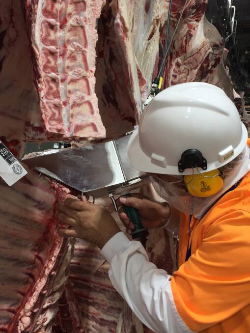All carcase in the feedback trial had rib eye images recorded using the camera. Photos supplied. 