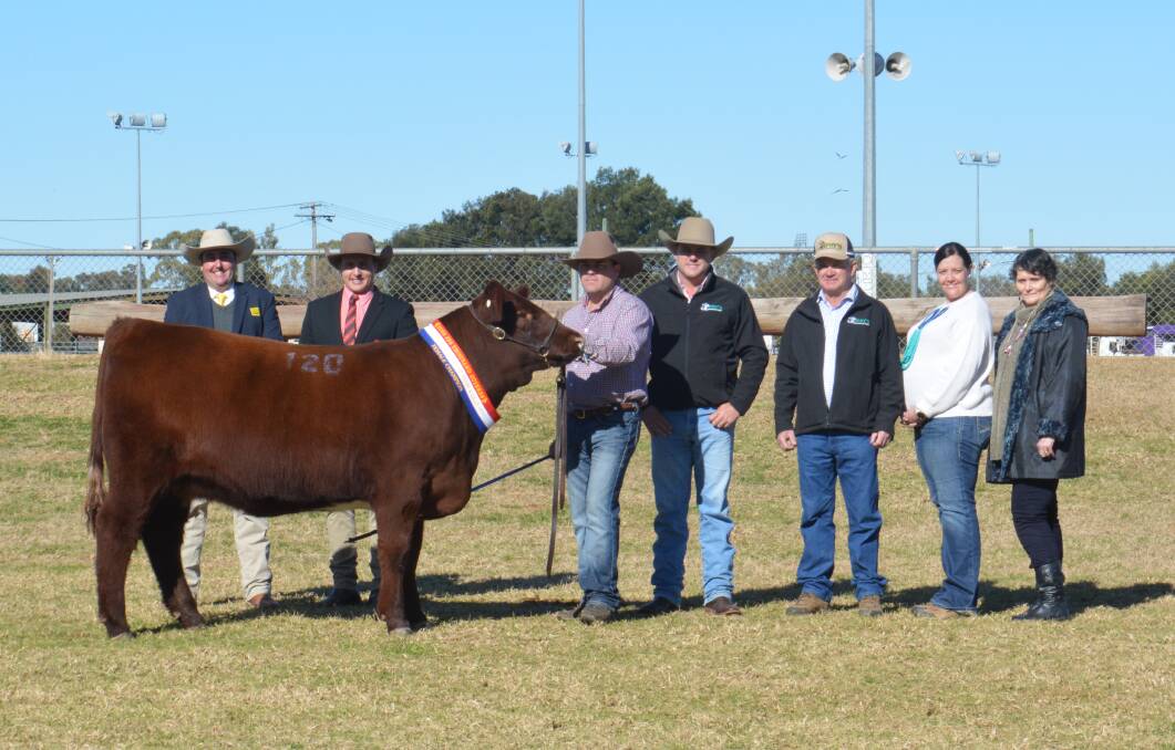 INTEREST: The $51,000 sale-topping female, Sprys E.S. Primrose S14, with buyer representative James Brown, Ray White GTSM, Albury, auctioneer Lincoln McKinlay, Elders, Inverell, and vendors Ash and Jane (second right) Morris, AJM Shorthorns, Young, and Matt Spry, Spry's Shorthorns, Tamworth and Gerald and Lynden (right) Spry, Spry's Shorthorns, Wagga Wagga.