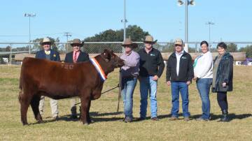 INTEREST: The $51,000 sale-topping female, Sprys E.S. Primrose S14, with buyer representative James Brown, Ray White GTSM, Albury, auctioneer Lincoln McKinlay, Elders, Inverell, and vendors Ash and Jane (second right) Morris, AJM Shorthorns, Young, and Matt Spry, Spry's Shorthorns, Tamworth and Gerald and Lynden (right) Spry, Spry's Shorthorns, Wagga Wagga.