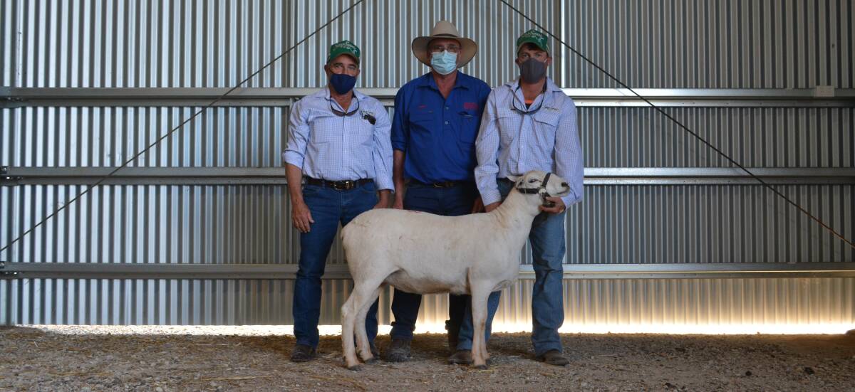The $5800 top-priced ewe with Robert Endacott (centre), Red Hill Australian Whites, Wongarbon, and buyers Steve and Joe Pederick, Sans-Souci Australian Whites, Tamworth. 