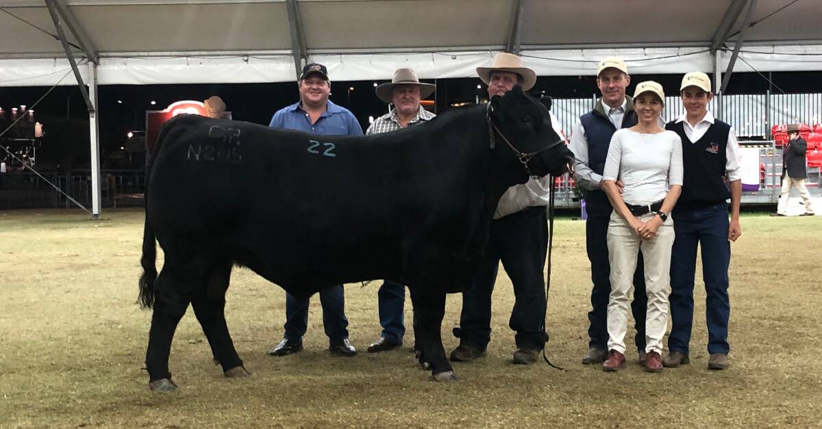 The $34,000 sale-topper Raff Necessity N205 with buyers Trent and Peter O'Donnell of Oakland Park Angus, Kempsey, handler Steve Hayward, Queensland, and vendors Andrew, Anne and Charlie Raff, Raff Angus, Tasmania. 