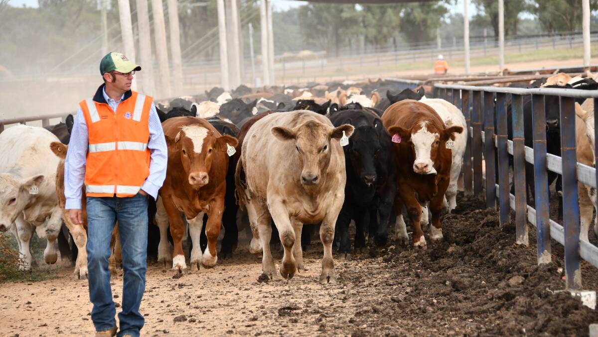 The 2021 NSW Beef Spectacular Feedback Trial presentation and awards dinner will go virtual this year, with everyone able to view the results and demonstrations on Tuesday, February 2. 