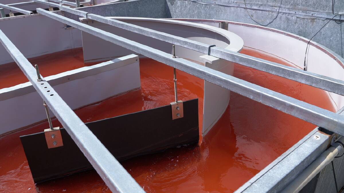 The red pigmented micro algae containing Astaxanthin that will be produced at a new aquaculture farm near Ayr.
