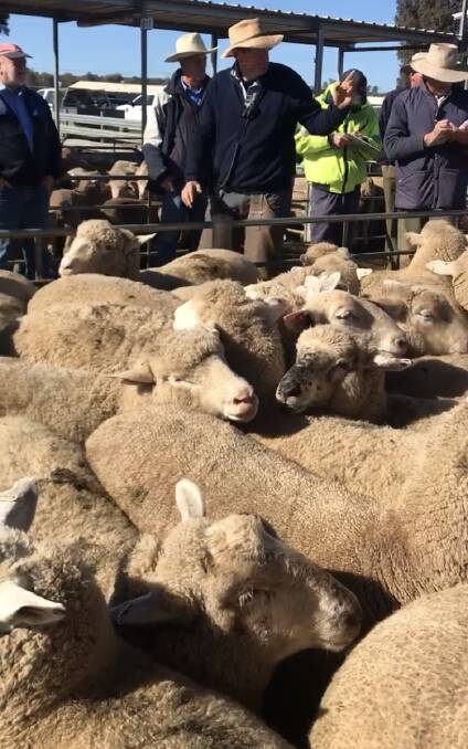 HIGHER AND HIGHER: Isaac Hill, principal of GJ Hulm takes the bids on a pen of lambs which made a national high at the Wagga Livestock Marketing Centre. Picture: Leann Dax 