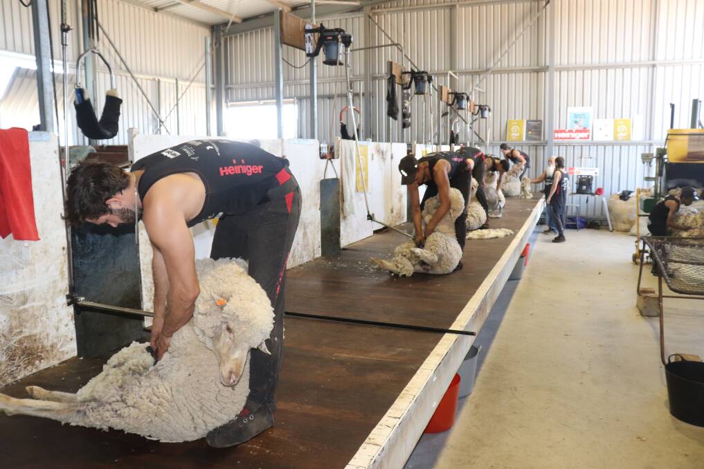 RUNS ON THE BOARD: Tasmanian industry groups are tackling a shearer shortage by targeting young people to take up a career in the agricultural industry.