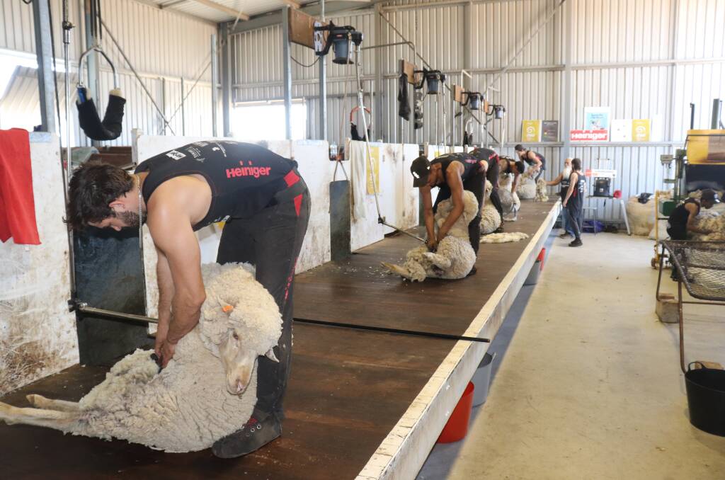 SAFER SHEDS: Growers and brokers can start farm safety conversations with shearing teams and other workers to reduce risks, farm accidents and fatalities around Australia.