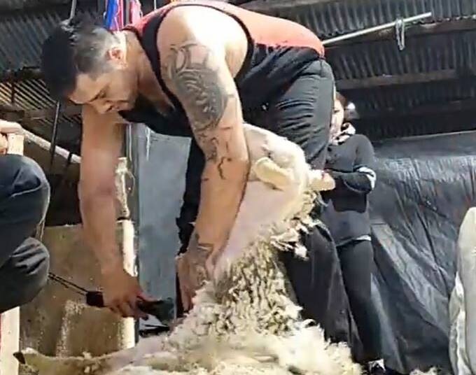 Boyup Brook shearer and Shear Pride shearing contractor Floyde Neil on his way to setting a world eight-hour crossbred lamb shearing record of 527 on Sunday. Picture by Taesa Brown