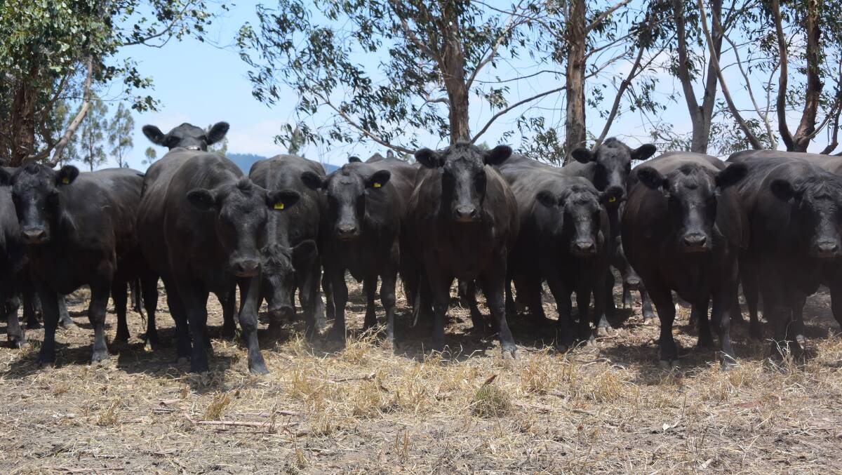 These Pert Angus blood heifers are in-calf to low birth weight Pert Angus bulls.