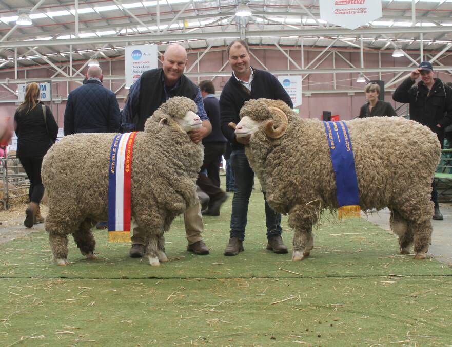 Hamish and Jock McLaren with Nerstane's grand champion fine/medium wool ewe and the reserve grand champion ram.