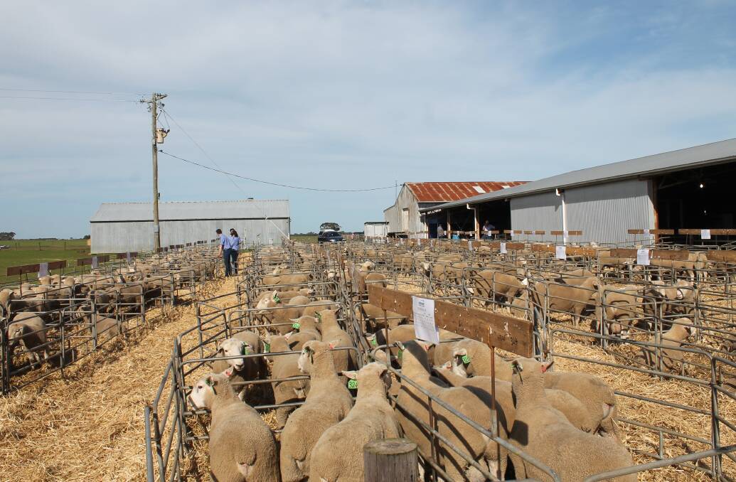 Rams penned up before the sale.