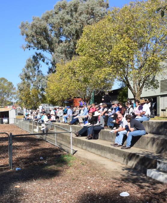 Sun shine: The large crowd enjoyed a perfect day with quality animals on show. Judge John Manchee said the exhibits were a testament to the relevance of the breed.