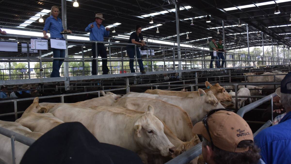 Howard Pastoral’s pen of 10 big Charbray cows with their fourth calves, August/September drop by Charolais bulls were purchased by a Gundagai agent for $1690. The cows had been redepastured to a Santa Gertrudis bull.