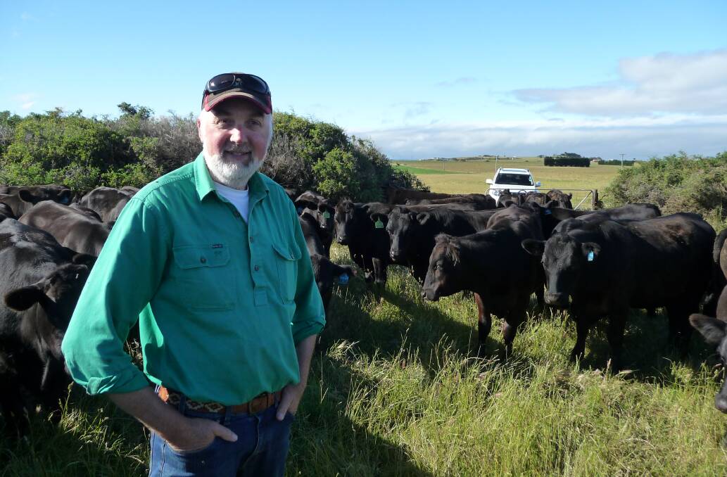 John Bruce with steers at Western Plains, Stanley, Tasmania, in January.
 