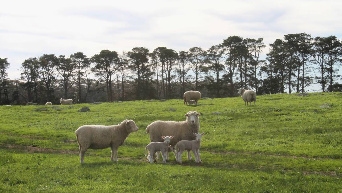 These ewes were joined as seven to eight month-old lambs to low birthweight Southie rams. To manage joining them at a young age, they are well cared for and weaned onto clover.
